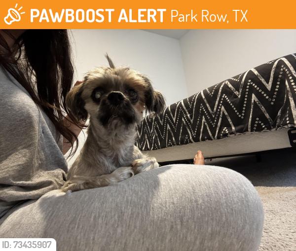 Found/Stray Female Dog last seen Pitts Road, Park Row, TX 77493