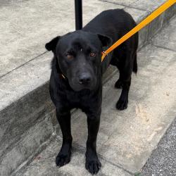 Shelter Stray Male Dog last seen , 2350 Appling City Cove, Memphis, TN 38133, USA