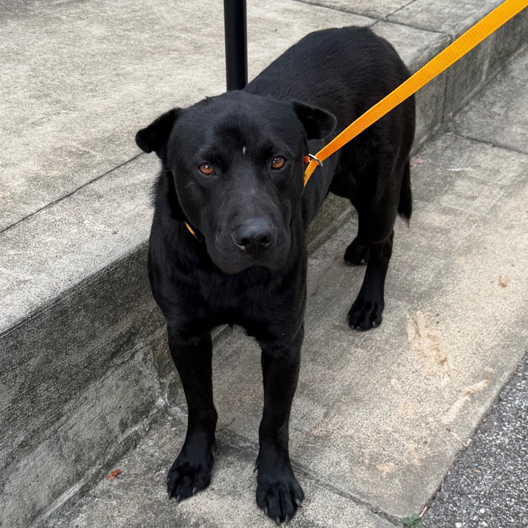 Shelter Stray Male Dog last seen , 2350 Appling City Cove, Memphis, TN 38133, USA