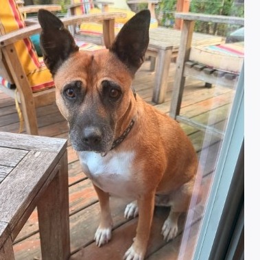 Shelter Stray Unknown Dog last seen , 2608 Center St, Tacoma, WA 98409, USA