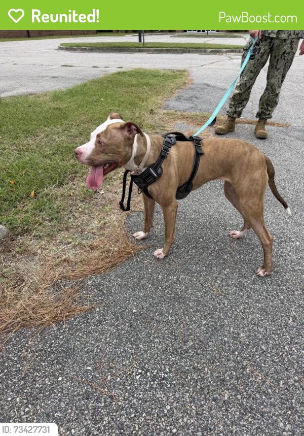 Reunited Female Dog last seen Gilmerton Road near the Holy Temple Church, Chesapeake, VA 23323