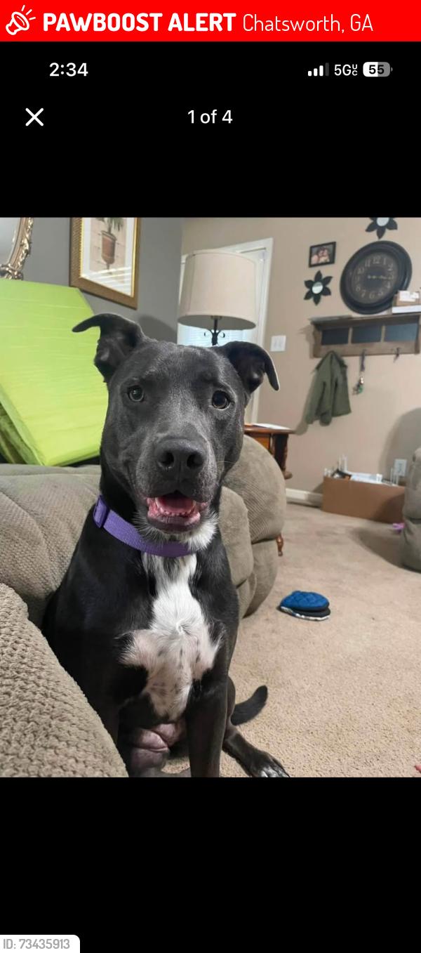Lost Female Dog last seen spencer farms, Chatsworth, GA 30705