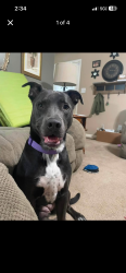 Lost Female Dog last seen spencer farms, Chatsworth, GA 30705