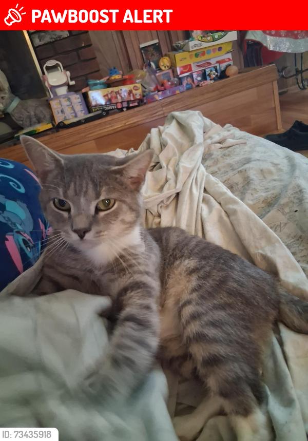 Lost Male Cat last seen Heritage farm road, Alexander County, NC 28027