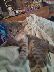 Lost Male Cat last seen Heritage farm road, Alexander County, NC 28027