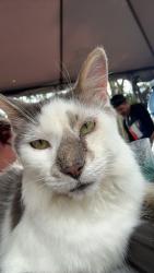 Lost Male Cat last seen Leighland park, Burlington, ON L7R 3S5