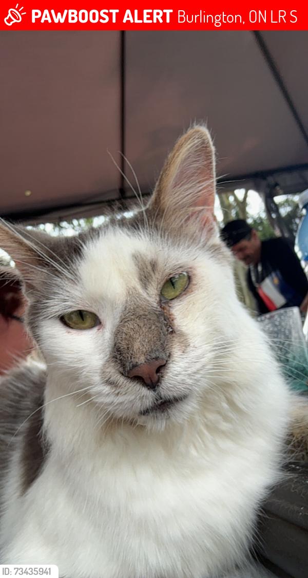 Lost Male Cat last seen Leighland park, Burlington, ON L7R 3S5
