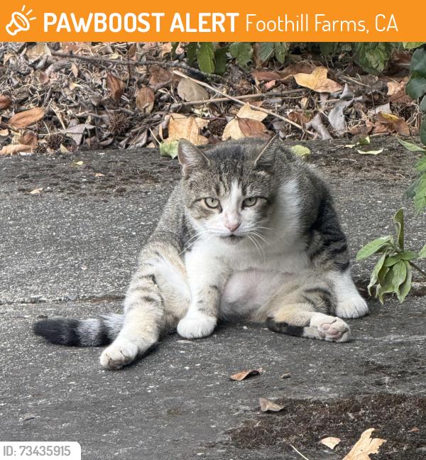 Found/Stray Unknown Cat last seen Leader Avenue and Tahama Street, Foothill Farms, CA 95841