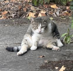 Found/Stray Unknown Cat last seen Leader Avenue and Tahama Street, Foothill Farms, CA 95841