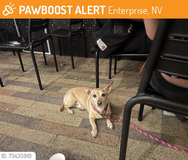 Found/Stray Male Dog last seen Near Silverado Ranch Park, Enterprise, NV 89183