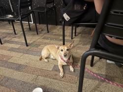 Found/Stray Male Dog last seen Near Silverado Ranch Park, Enterprise, NV 89183