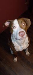 Lost Male Dog last seen University and MLK, Pontiac, MI 48342