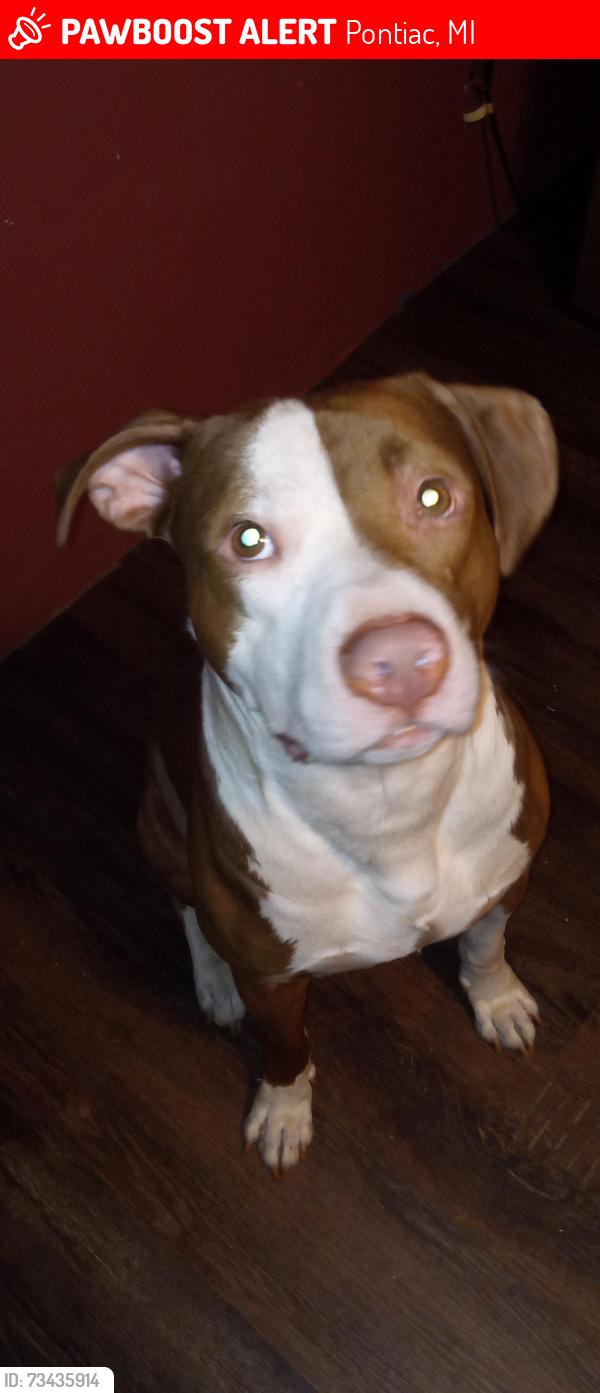 Lost Male Dog last seen University and MLK, Pontiac, MI 48342
