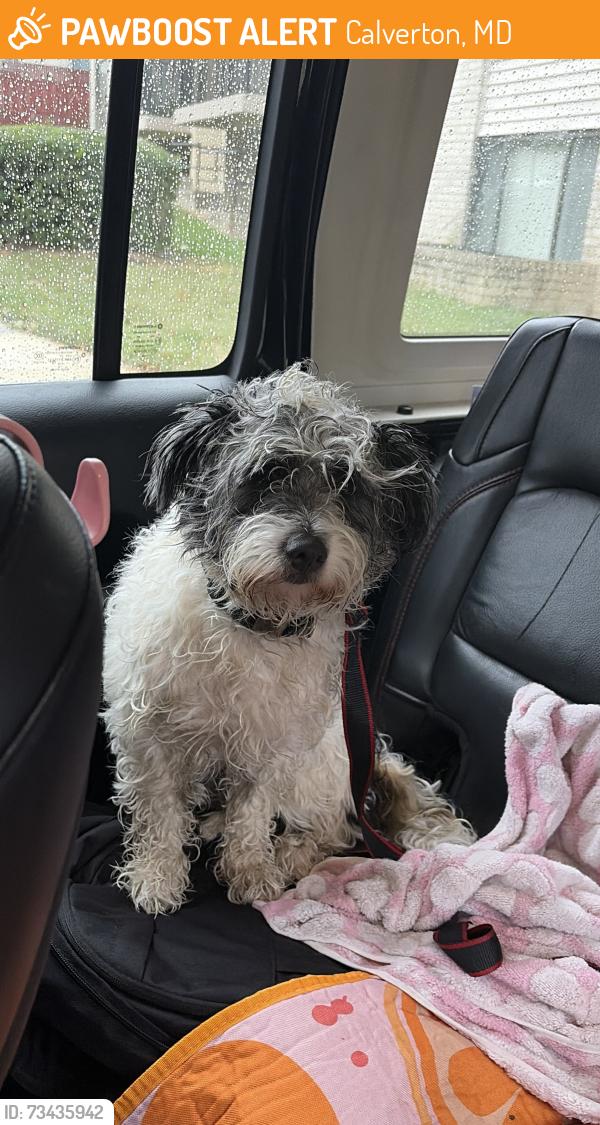 Found/Stray Unknown Dog last seen Near, Calverton, MD 20705