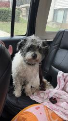 Found/Stray Unknown Dog last seen Near, Calverton, MD 20705