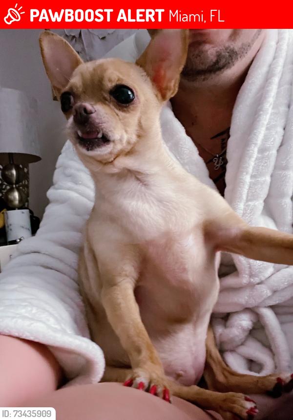 Lost Female Dog last seen Sw 65 court 157 ave, Miami, FL 33193