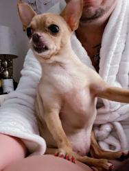 Lost Female Dog last seen Sw 65 court 157 ave, Miami, FL 33193
