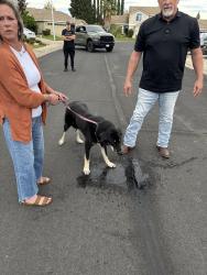 Reunited Female Dog last seen Pleasant Grove, CA 95668, USA, Pleasant Grove, CA 95668