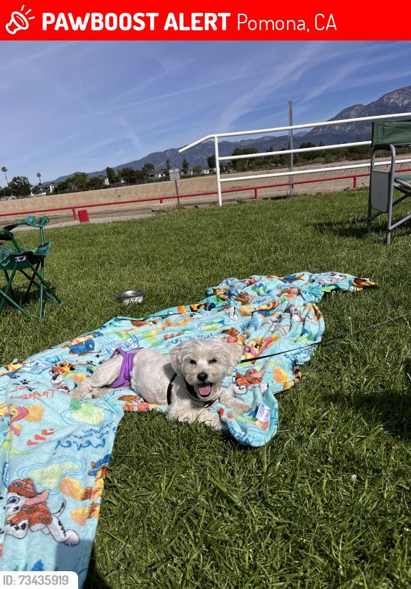Lost Female Dog last seen Near San Bernardino Ave Pomona, CA 91767 United States, Pomona, CA 91767