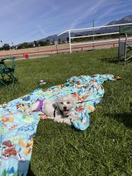 Lost Female Dog last seen Near San Bernardino Ave Pomona, CA 91767 United States, Pomona, CA 91767