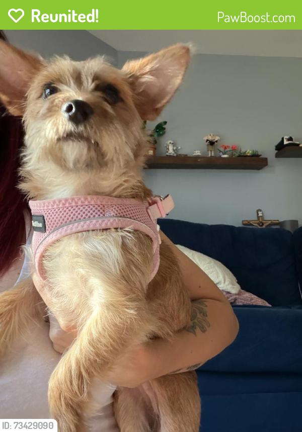 Reunited Female Dog last seen Found on Sunwood Pl, by Kroger on Sunbury rd., Westerville, OH 43081