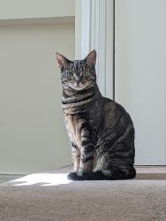 Reunited Female Cat last seen St Marks Court - ex church near The Green W7 pub, Greater London, England W7 2ND