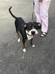 Found/Stray Male Dog last seen Route 173, Slippery Rock, PA 16057