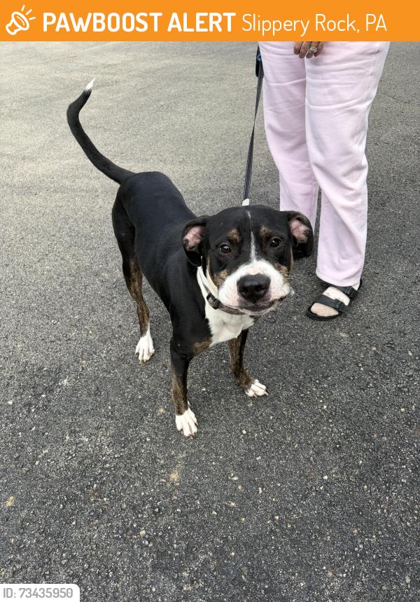 Found/Stray Male Dog last seen Route 173, Slippery Rock, PA 16057