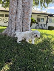 Found/Stray Male Dog last seen Cedar and aspen, Bakersfield, CA 93301