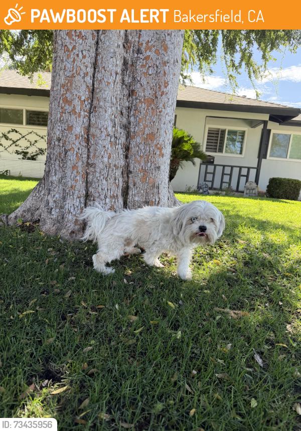 Found/Stray Male Dog last seen Cedar and aspen, Bakersfield, CA 93301