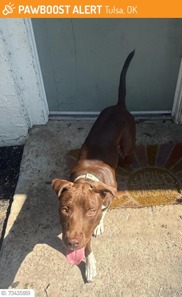 Found/Stray Unknown Dog last seen flts 139, Tulsa, OK 74116
