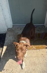 Found/Stray Unknown Dog last seen flts 139, Tulsa, OK 74116
