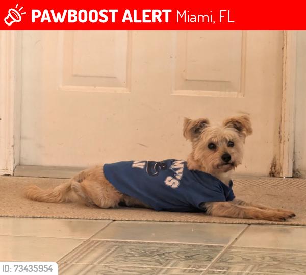 Lost Male Dog last seen Near Southwest 6th Street, Miami, FL 33144