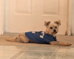Lost Male Dog last seen Near Southwest 6th Street, Miami, FL 33144