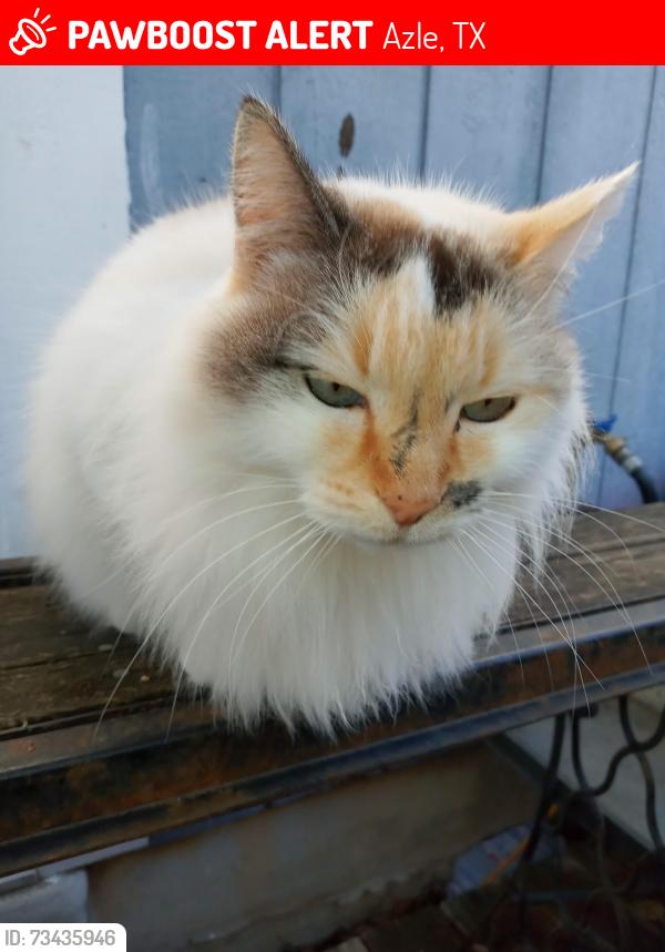 Lost Female Cat last seen Miller Rd & Ladybird Rd, Azle, TX 76020