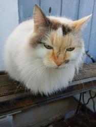 Lost Female Cat last seen Miller Rd & Ladybird Rd, Azle, TX 76020