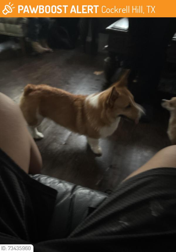 Found/Stray Male Dog last seen cockrell hill, Cockrell Hill, TX 75211