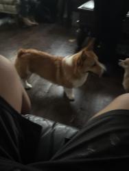 Found/Stray Male Dog last seen cockrell hill, Cockrell Hill, TX 75211