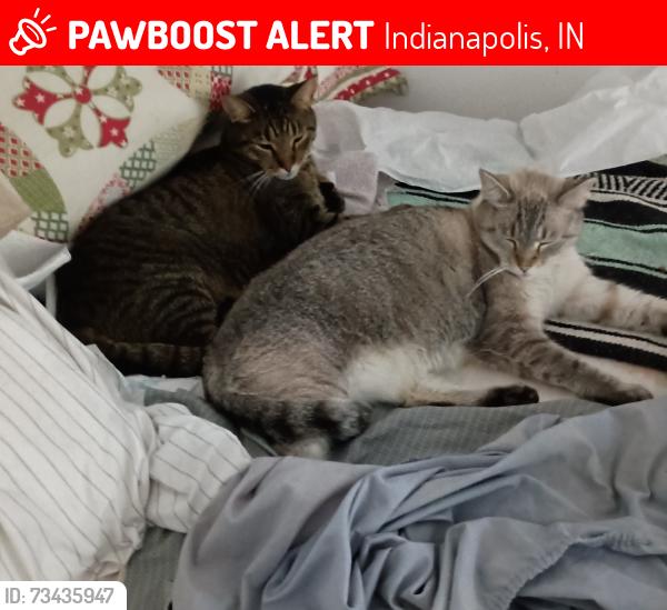 Lost Female Cat last seen Lowell and Whittier, Indianapolis, IN 46219