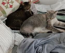 Lost Female Cat last seen Lowell and Whittier, Indianapolis, IN 46219