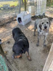 Found/Stray Unknown Dog last seen Near 97, Leggett, NC 27886