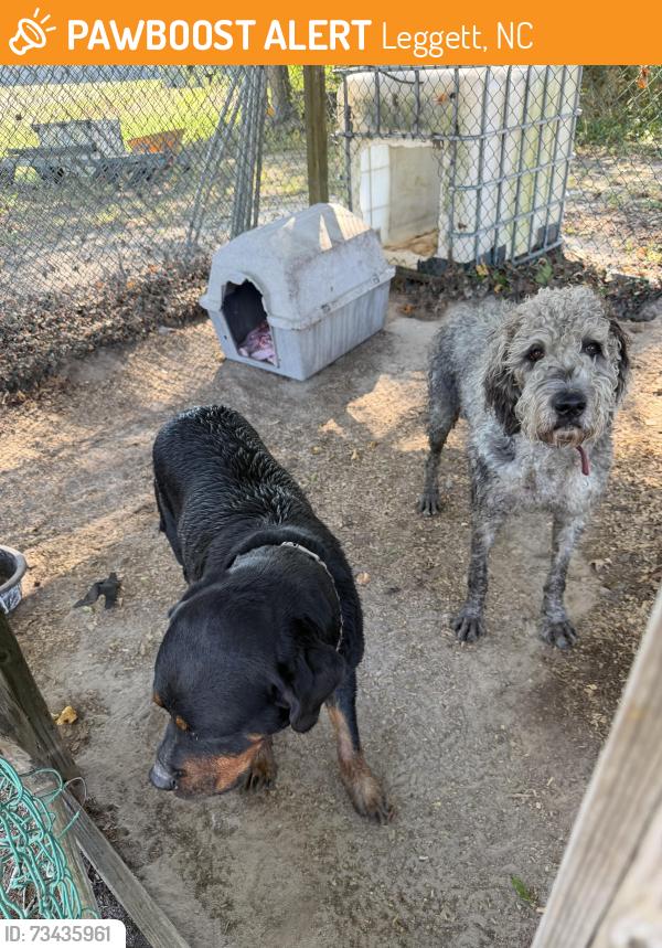 Found/Stray Unknown Dog last seen Near 97, Leggett, NC 27886