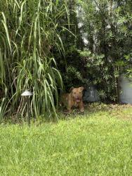 Found/Stray Unknown Dog last seen Near Nw 15th street, Pompano Beach, FL 33060