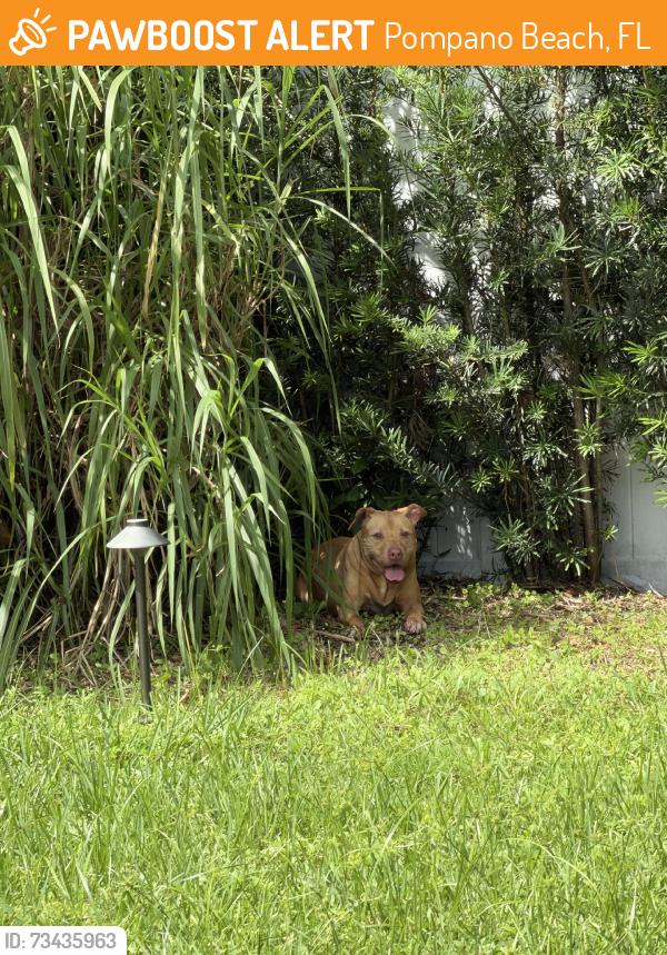 Found/Stray Unknown Dog last seen Near Nw 15th street, Pompano Beach, FL 33060