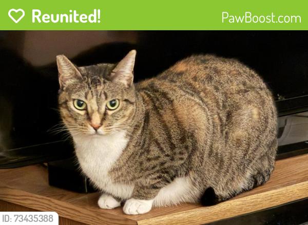 Reunited Female Cat last seen Berryman Ave. between Venice Blvd and Washington Place, Los Angeles, CA 90066