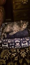 Reunited Female Cat last seen Corner of Ave J and 30th East, Lancaster, CA 93535