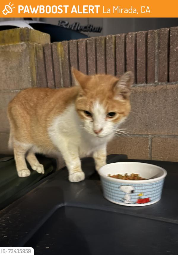 Found/Stray Unknown Cat last seen Rayfield Ave and Stanton Ave, La Mirada, CA 90638