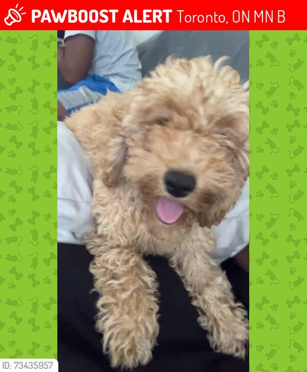Lost Male Dog last seen Near willowdale avenue, Toronto, ON M2N 5B4