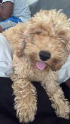 Lost Male Dog last seen Near willowdale avenue, Toronto, ON M2N 5B4