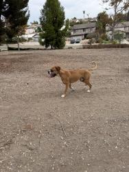 Reunited Male Dog last seen Martinique drive and Marquette, Chula Vista, CA 91913